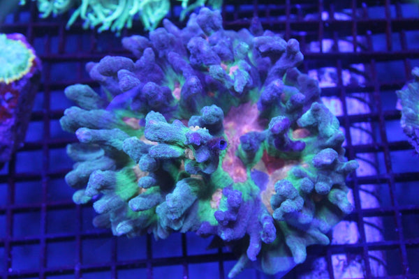 wholesale_coral - saltwater_fish saltwater_coral - rare corals - coralsdepot - Corals_Depot - live_corals - eye - catching - coral quality_marine_fish - quality - marine discoun