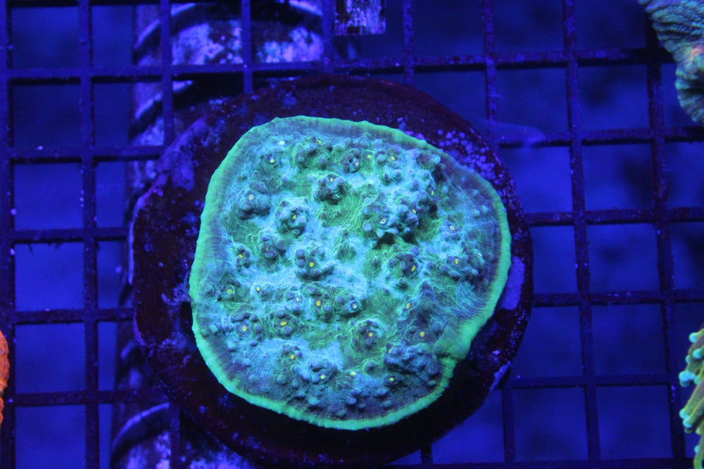 wholesale_coral - saltwater_fish saltwater_coral - rare corals - coralsdepot - Corals_Depot - live_corals - eye - catching - coral quality_marine_fish - quality - marine discoun