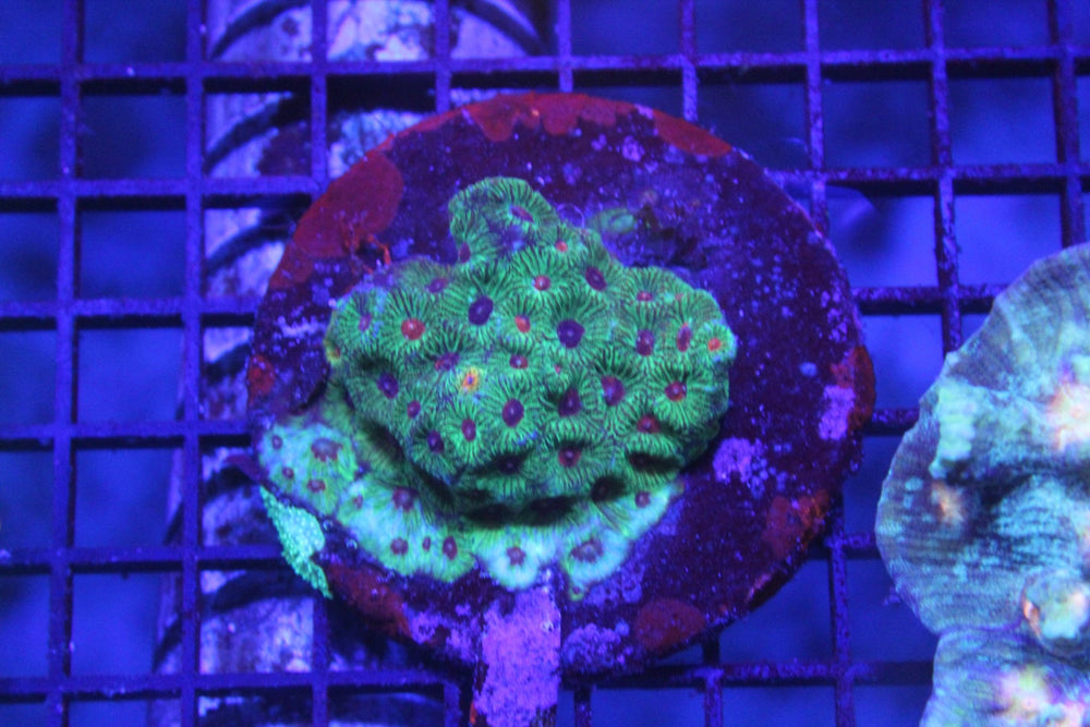 wholesale_coral - saltwater_fish saltwater_coral - rare corals - coralsdepot - Corals_Depot - live_corals - eye - catching - coral quality_marine_fish - quality - marine discoun