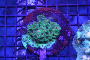 wholesale_coral - saltwater_fish saltwater_coral - rare corals - coralsdepot - Corals_Depot - live_corals - eye - catching - coral quality_marine_fish - quality - marine discoun