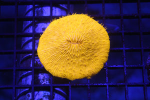 wholesale_coral - saltwater_fish saltwater_coral - rare corals - coralsdepot - Corals_Depot - live_corals - eye - catching - coral quality_marine_fish - quality - marine discoun