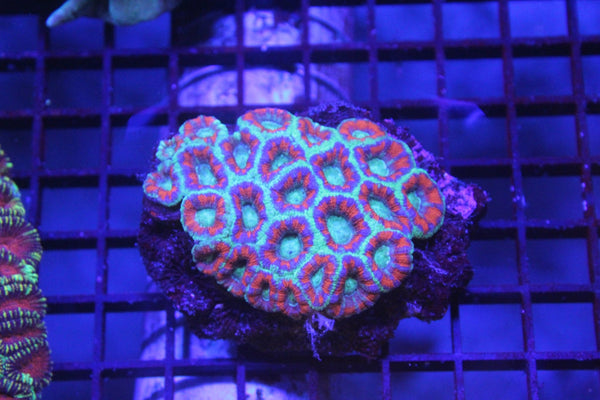 wholesale_coral - saltwater_fish saltwater_coral - rare corals - coralsdepot - Corals_Depot - live_corals - eye - catching - coral quality_marine_fish - quality - marine discoun