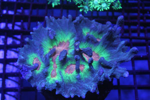 wholesale_coral - saltwater_fish saltwater_coral - rare corals - coralsdepot - Corals_Depot - live_corals - eye - catching - coral quality_marine_fish - quality - marine discoun