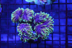 wholesale_coral - saltwater_fish saltwater_coral - rare corals - coralsdepot - Corals_Depot - live_corals - eye - catching - coral quality_marine_fish - quality - marine discoun