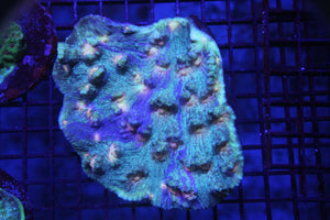wholesale_coral - saltwater_fish saltwater_coral - rare corals - coralsdepot - Corals_Depot - live_corals - eye - catching - coral quality_marine_fish - quality - marine discoun