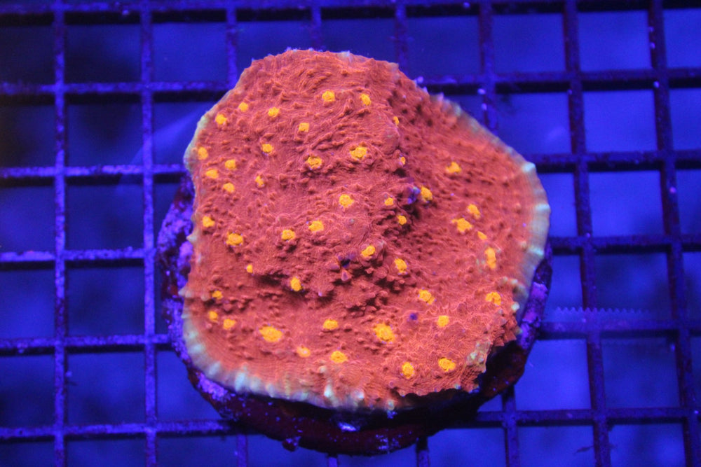wholesale_coral - saltwater_fish saltwater_coral - rare corals - coralsdepot - Corals_Depot - live_corals - eye - catching - coral quality_marine_fish - quality - marine discoun