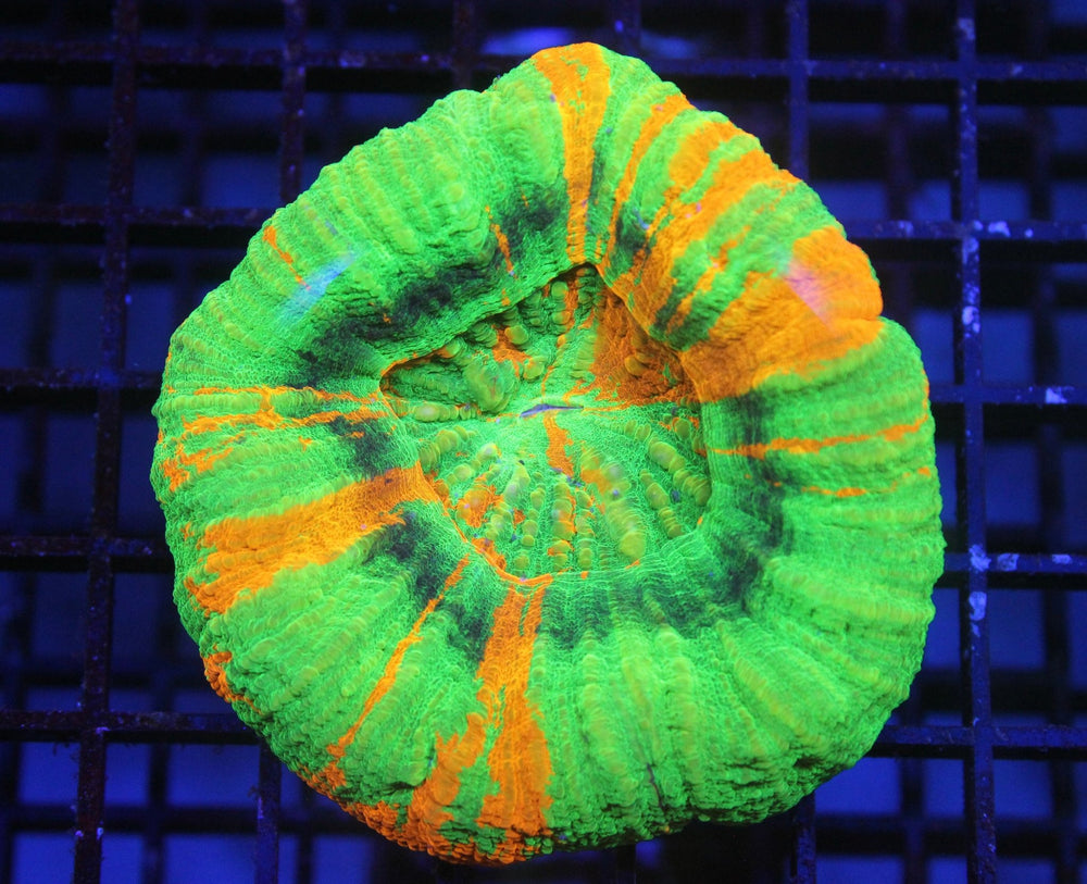 wholesale_coral - saltwater_fish saltwater_coral - rare corals - coralsdepot - Corals_Depot - live_corals - eye - catching - coral quality_marine_fish - quality - marine discoun