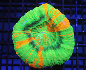 wholesale_coral - saltwater_fish saltwater_coral - rare corals - coralsdepot - Corals_Depot - live_corals - eye - catching - coral quality_marine_fish - quality - marine discoun