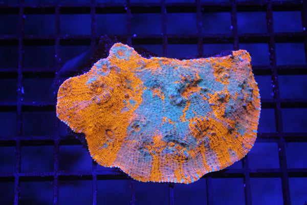 wholesale_coral - saltwater_fish saltwater_coral - rare corals - coralsdepot - Corals_Depot - live_corals - eye - catching - coral quality_marine_fish - quality - marine discoun