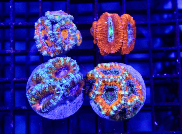 wholesale_coral - saltwater_fish saltwater_coral - rare corals - coralsdepot - Corals_Depot - live_corals - eye - catching - coral quality_marine_fish - quality - marine discoun