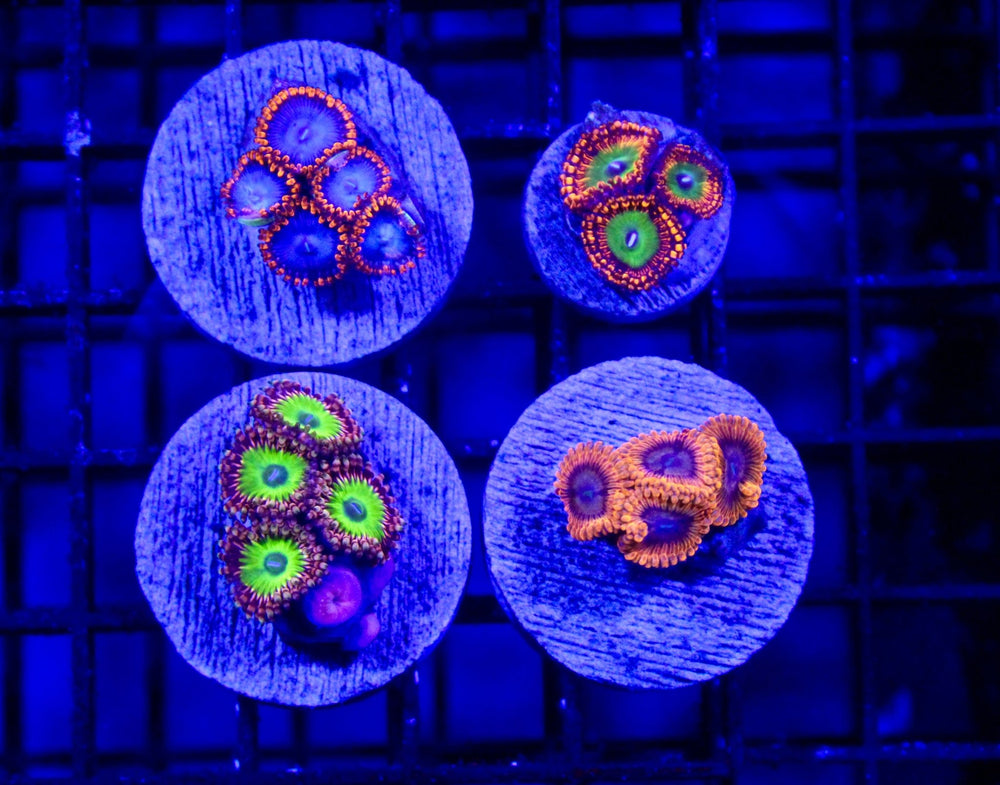 wholesale_coral - saltwater_fish saltwater_coral - rare corals - coralsdepot - Corals_Depot - live_corals - eye - catching - coral quality_marine_fish - quality - marine discoun