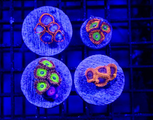 wholesale_coral - saltwater_fish saltwater_coral - rare corals - coralsdepot - Corals_Depot - live_corals - eye - catching - coral quality_marine_fish - quality - marine discoun