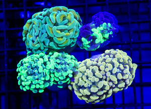 wholesale_coral - saltwater_fish saltwater_coral - rare corals - coralsdepot - Corals_Depot - live_corals - eye - catching - coral quality_marine_fish - quality - marine discoun