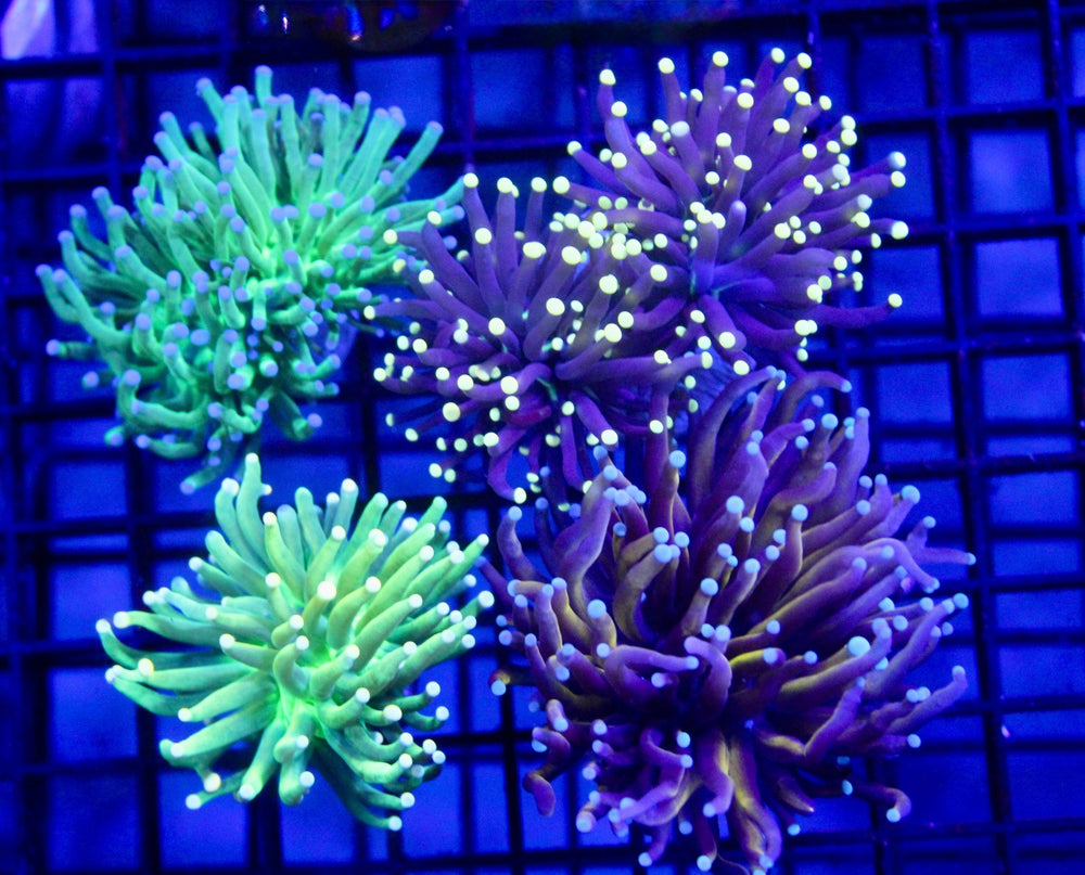 wholesale_coral - saltwater_fish saltwater_coral - rare corals - coralsdepot - Corals_Depot - live_corals - eye - catching - coral quality_marine_fish - quality - marine discoun