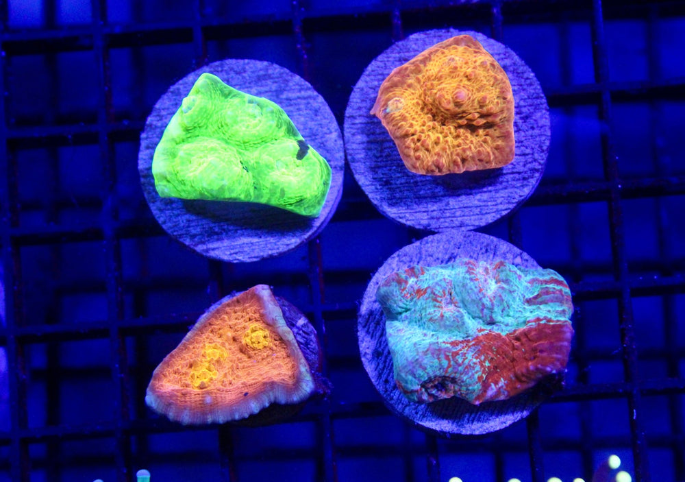 wholesale_coral - saltwater_fish saltwater_coral - rare corals - coralsdepot - Corals_Depot - live_corals - eye - catching - coral quality_marine_fish - quality - marine discoun