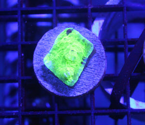 wholesale_coral - saltwater_fish saltwater_coral - rare corals - coralsdepot - Corals_Depot - live_corals - eye - catching - coral quality_marine_fish - quality - marine discoun