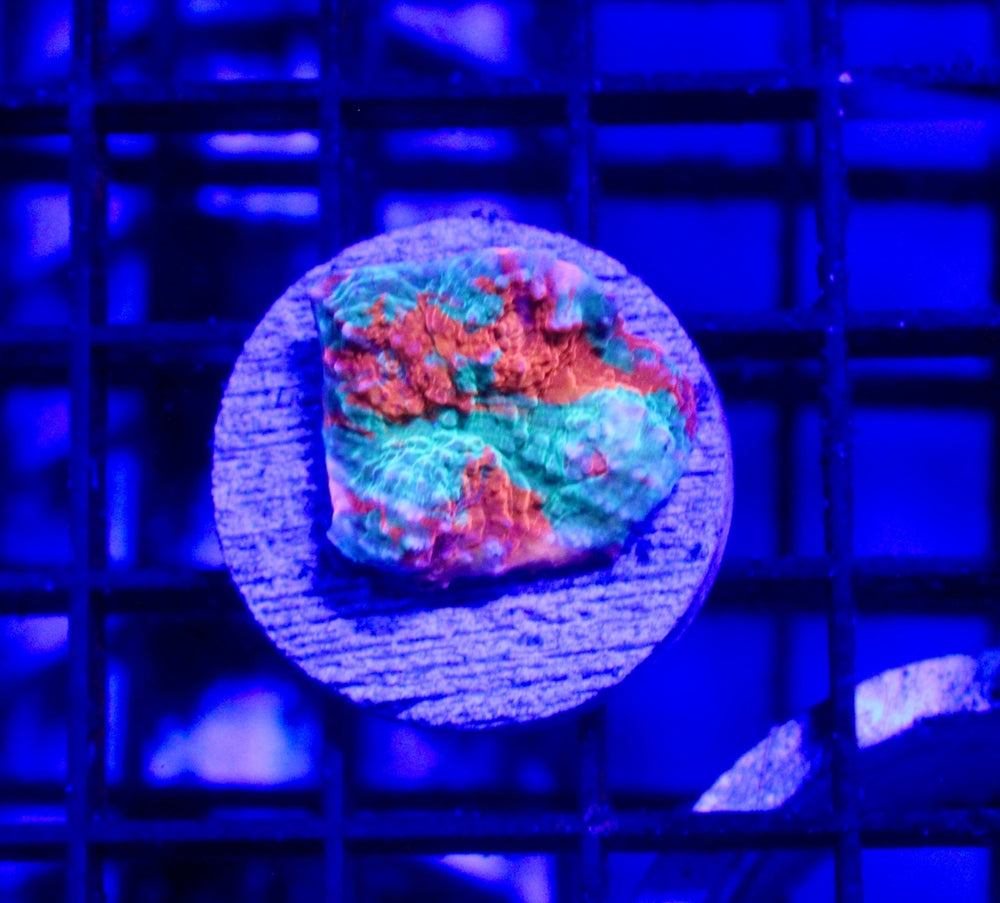 wholesale_coral - saltwater_fish saltwater_coral - rare corals - coralsdepot - Corals_Depot - live_corals - eye - catching - coral quality_marine_fish - quality - marine discoun