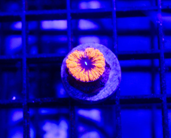 wholesale_coral - saltwater_fish saltwater_coral - rare corals - coralsdepot - Corals_Depot - live_corals - eye - catching - coral quality_marine_fish - quality - marine discoun