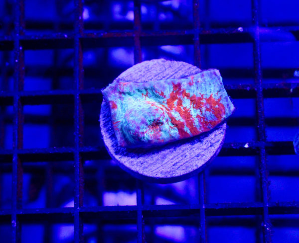 wholesale_coral - saltwater_fish saltwater_coral - rare corals - coralsdepot - Corals_Depot - live_corals - eye - catching - coral quality_marine_fish - quality - marine discoun