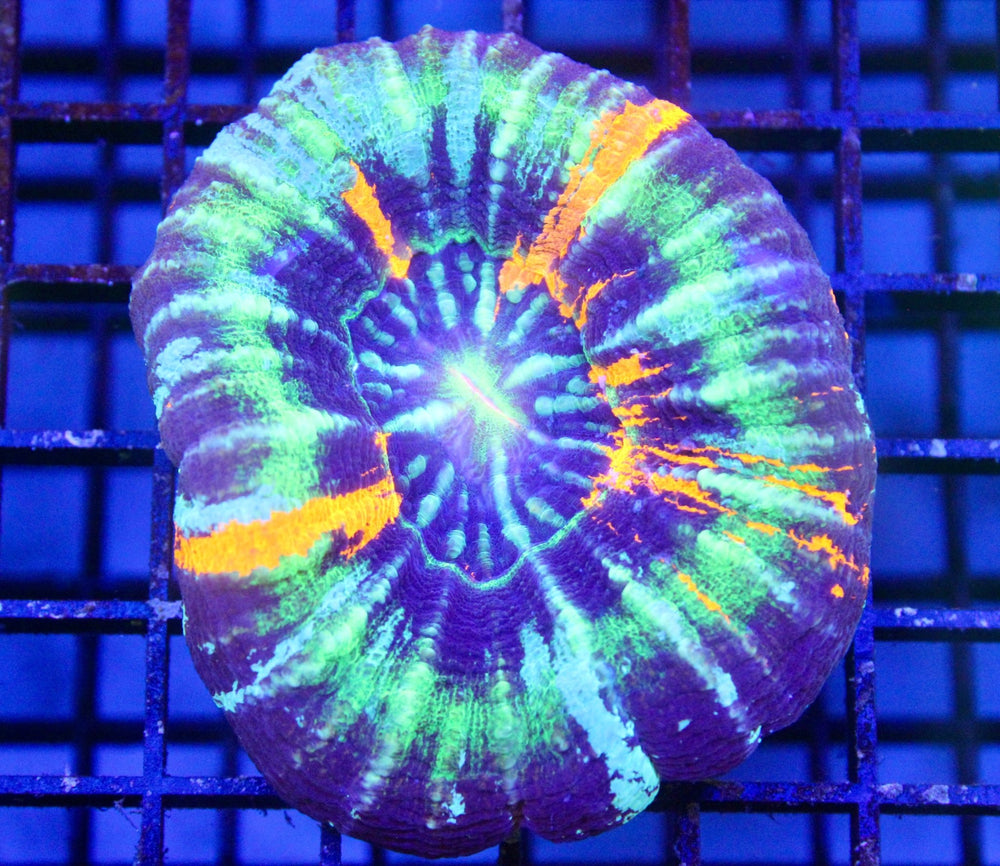 wholesale_coral - saltwater_fish saltwater_coral - rare corals - coralsdepot - Corals_Depot - live_corals - eye - catching - coral quality_marine_fish - quality - marine discoun