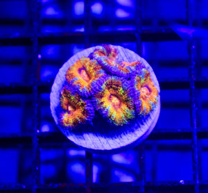 wholesale_coral - saltwater_fish saltwater_coral - rare corals - coralsdepot - Corals_Depot - live_corals - eye - catching - coral quality_marine_fish - quality - marine discoun