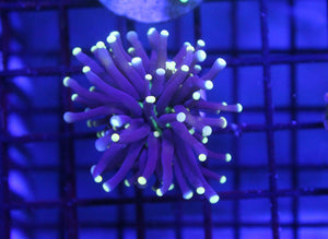 wholesale_coral - saltwater_fish saltwater_coral - rare corals - coralsdepot - Corals_Depot - live_corals - eye - catching - coral quality_marine_fish - quality - marine discoun