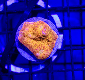 wholesale_coral - saltwater_fish saltwater_coral - rare corals - coralsdepot - Corals_Depot - live_corals - eye - catching - coral quality_marine_fish - quality - marine discoun