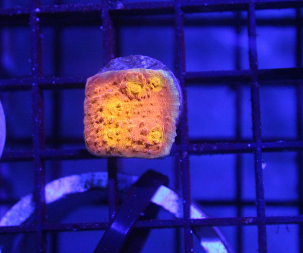 wholesale_coral - saltwater_fish saltwater_coral - rare corals - coralsdepot - Corals_Depot - live_corals - eye - catching - coral quality_marine_fish - quality - marine discoun