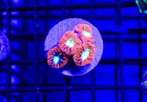 wholesale_coral - saltwater_fish saltwater_coral - rare corals - coralsdepot - Corals_Depot - live_corals - eye - catching - coral quality_marine_fish - quality - marine discoun