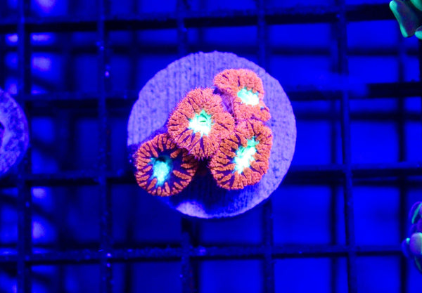 wholesale_coral - saltwater_fish saltwater_coral - rare corals - coralsdepot - Corals_Depot - live_corals - eye - catching - coral quality_marine_fish - quality - marine discoun