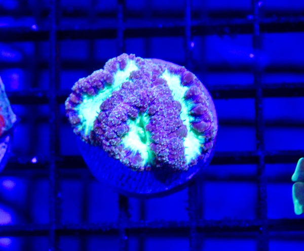 wholesale_coral - saltwater_fish saltwater_coral - rare corals - coralsdepot - Corals_Depot - live_corals - eye - catching - coral quality_marine_fish - quality - marine discoun