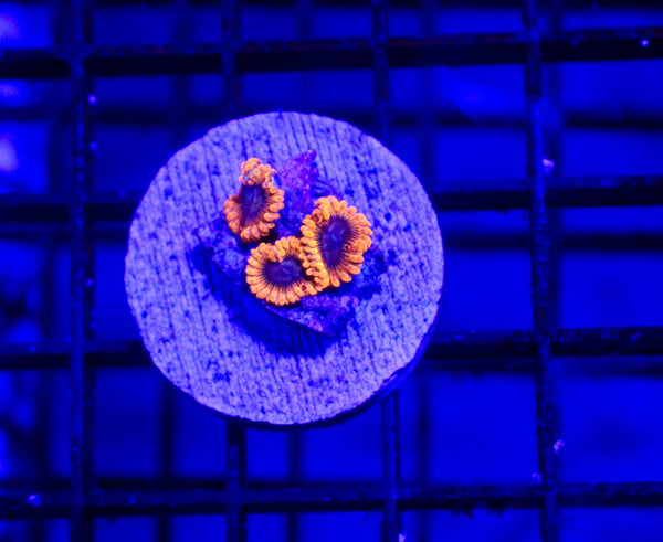 wholesale_coral - saltwater_fish saltwater_coral - rare corals - coralsdepot - Corals_Depot - live_corals - eye - catching - coral quality_marine_fish - quality - marine discoun