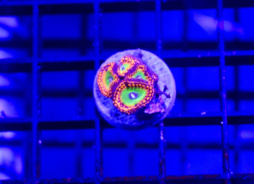 wholesale_coral - saltwater_fish saltwater_coral - rare corals - coralsdepot - Corals_Depot - live_corals - eye - catching - coral quality_marine_fish - quality - marine discoun