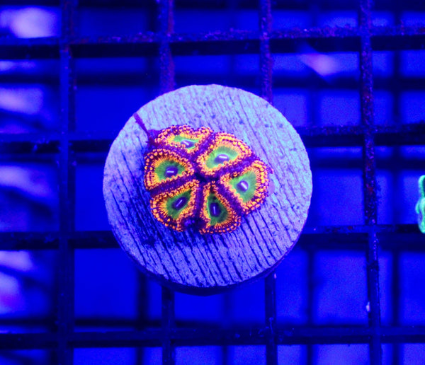 wholesale_coral - saltwater_fish saltwater_coral - rare corals - coralsdepot - Corals_Depot - live_corals - eye - catching - coral quality_marine_fish - quality - marine discoun