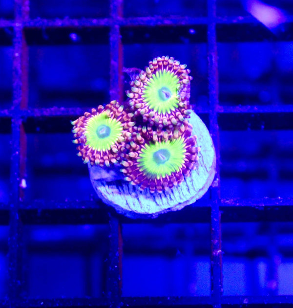 wholesale_coral - saltwater_fish saltwater_coral - rare corals - coralsdepot - Corals_Depot - live_corals - eye - catching - coral quality_marine_fish - quality - marine discoun