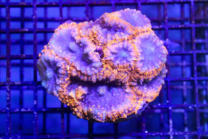 wholesale_coral - saltwater_fish saltwater_coral - rare corals - coralsdepot - Corals_Depot - live_corals - eye - catching - coral quality_marine_fish - quality - marine discoun
