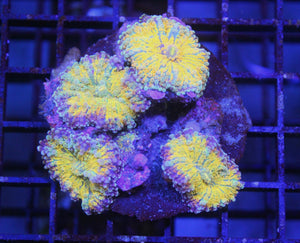 wholesale_coral - saltwater_fish saltwater_coral - rare corals - coralsdepot - Corals_Depot - live_corals - eye - catching - coral quality_marine_fish - quality - marine discoun