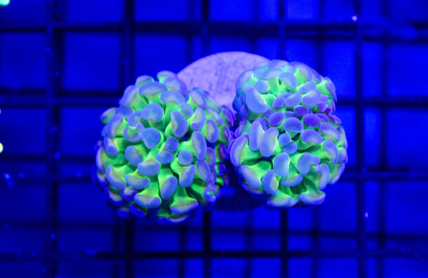 wholesale_coral - saltwater_fish saltwater_coral - rare corals - coralsdepot - Corals_Depot - live_corals - eye - catching - coral quality_marine_fish - quality - marine discoun
