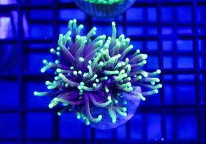 wholesale_coral - saltwater_fish saltwater_coral - rare corals - coralsdepot - Corals_Depot - live_corals - eye - catching - coral quality_marine_fish - quality - marine discoun