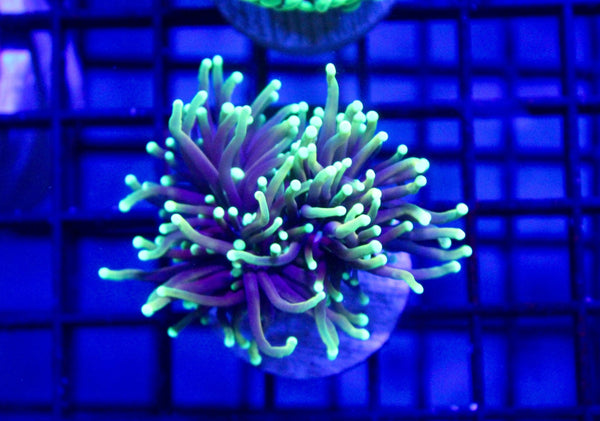 wholesale_coral - saltwater_fish saltwater_coral - rare corals - coralsdepot - Corals_Depot - live_corals - eye - catching - coral quality_marine_fish - quality - marine discoun