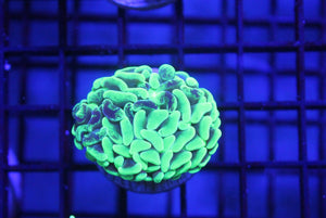 wholesale_coral - saltwater_fish saltwater_coral - rare corals - coralsdepot - Corals_Depot - live_corals - eye - catching - coral quality_marine_fish - quality - marine discoun