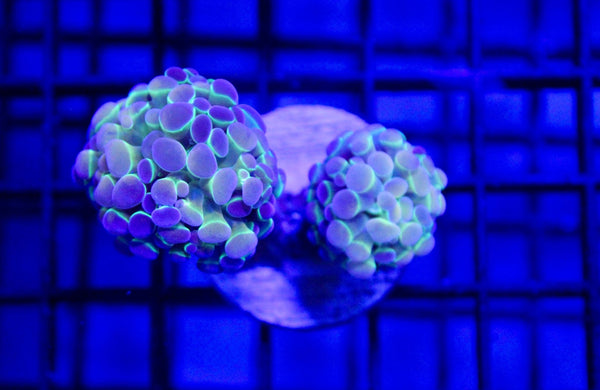 wholesale_coral - saltwater_fish saltwater_coral - rare corals - coralsdepot - Corals_Depot - live_corals - eye - catching - coral quality_marine_fish - quality - marine discoun