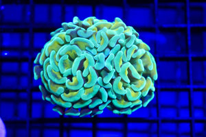 wholesale_coral - saltwater_fish saltwater_coral - rare corals - coralsdepot - Corals_Depot - live_corals - eye - catching - coral quality_marine_fish - quality - marine discoun