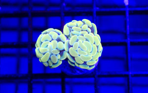 wholesale_coral - saltwater_fish saltwater_coral - rare corals - coralsdepot - Corals_Depot - live_corals - eye - catching - coral quality_marine_fish - quality - marine discoun