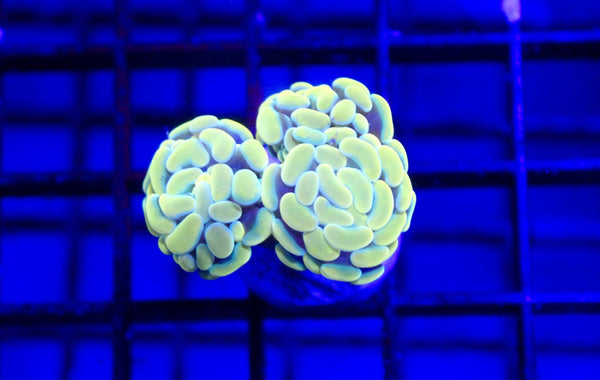 wholesale_coral - saltwater_fish saltwater_coral - rare corals - coralsdepot - Corals_Depot - live_corals - eye - catching - coral quality_marine_fish - quality - marine discoun