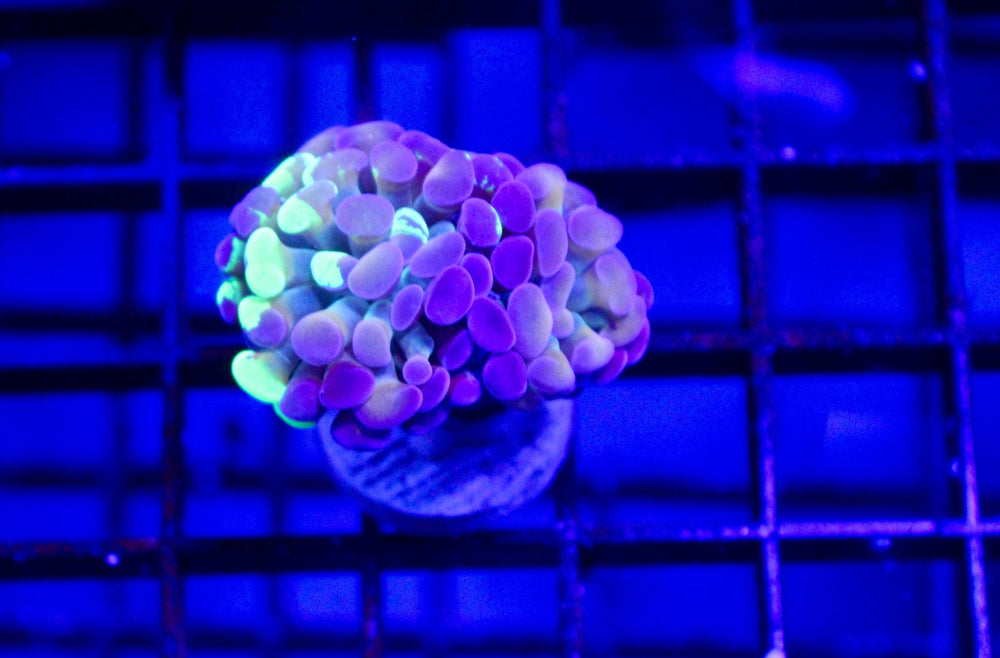 wholesale_coral - saltwater_fish saltwater_coral - rare corals - coralsdepot - Corals_Depot - live_corals - eye - catching - coral quality_marine_fish - quality - marine discoun