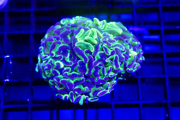 wholesale_coral - saltwater_fish saltwater_coral - rare corals - coralsdepot - Corals_Depot - live_corals - eye - catching - coral quality_marine_fish - quality - marine discoun