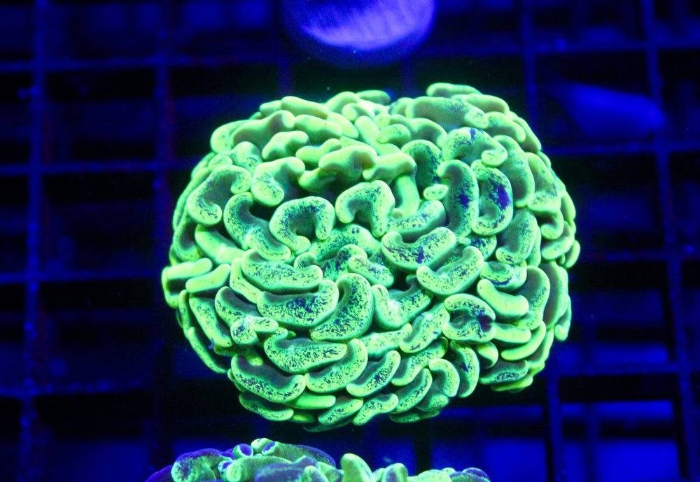 wholesale_coral - saltwater_fish saltwater_coral - rare corals - coralsdepot - Corals_Depot - live_corals - eye - catching - coral quality_marine_fish - quality - marine discoun