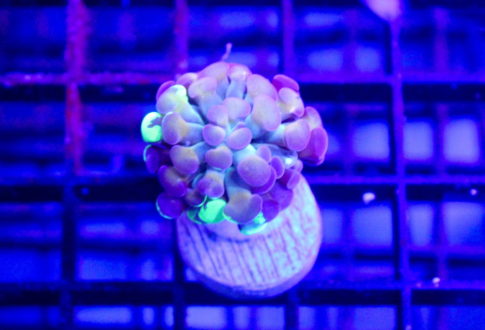 wholesale_coral - saltwater_fish saltwater_coral - rare corals - coralsdepot - Corals_Depot - live_corals - eye - catching - coral quality_marine_fish - quality - marine discoun