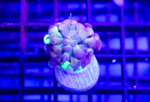 wholesale_coral - saltwater_fish saltwater_coral - rare corals - coralsdepot - Corals_Depot - live_corals - eye - catching - coral quality_marine_fish - quality - marine discoun